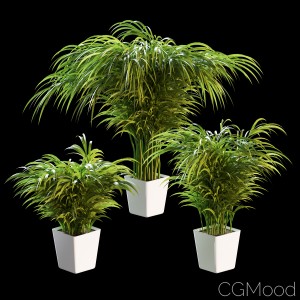 Palm Tree In The Pot. 3 Models