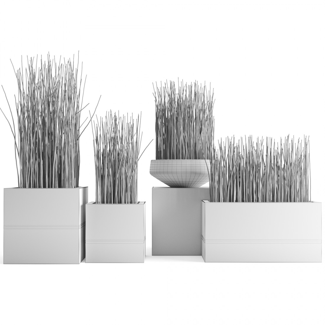 Equisetum Hyemale (horsetail) In Concrete Planters 3D Model for Corona |  CGMood
