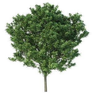 Elaeocarpus Decipiens No 1