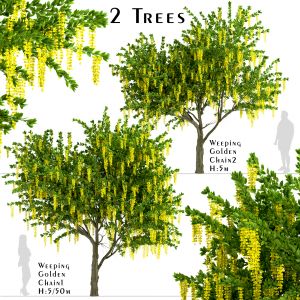 Set of Weeping Golden Chain Trees (Laburnum)
