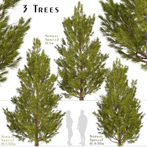 Set of Norway spruce Trees (Picea abies) (3 Trees)