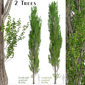 Set of Lombardy poplar Trees (Populus Italica)