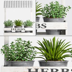 Decorative Plant Set - 03