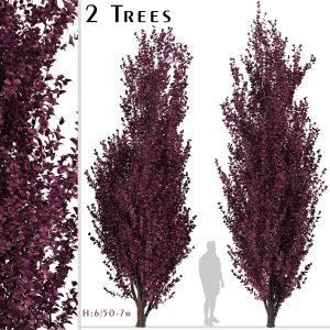 Set Of Crimson Pointe Plum Trees ( Prunus )