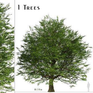 Bur Oak Tree (quercus Macrocarpa) (1 Tree)