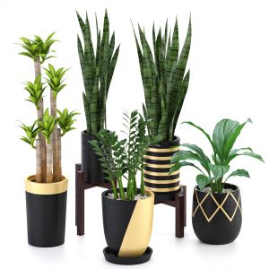Indoor Plants 52