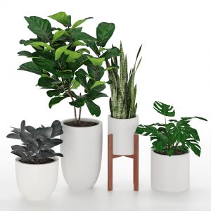 Indoor Plants 53