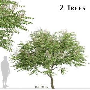 Set of Aralia elata Trees (Japanese angelica)