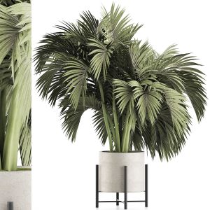 Plants Collection 138 Big Palm
