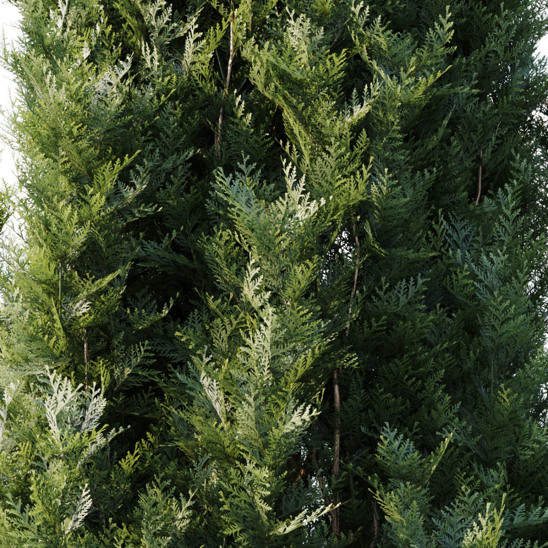 Thuja