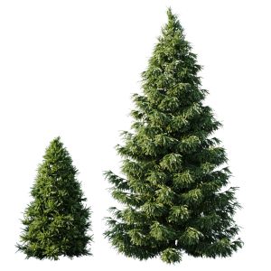 Spruce (4,5m And 9,5m)