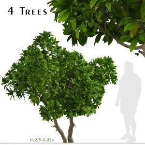 Set of Frangipani Trees (Plumeria) (4 Trees)