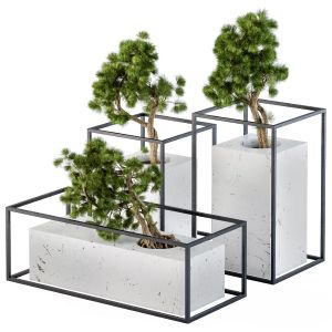 Bonsai Pine In Marble Pot - 3type