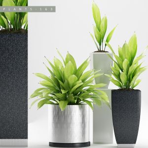 Plants 163