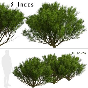 Set Of Pinus Mugo Trees (Bog Pine) (3 Trees)