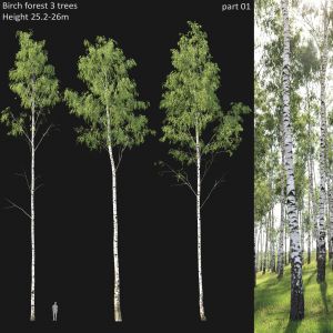 Birch Forest Part 01