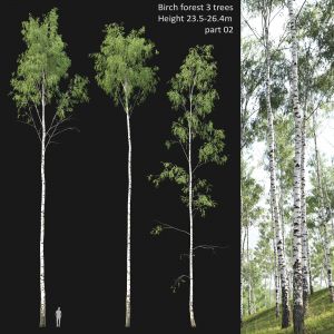 Birch Forest Part 02