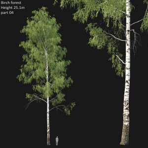 Birch Forest Part 04