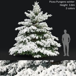 Picea Pungens Winter