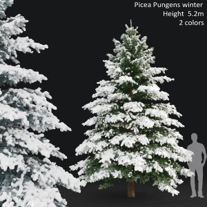 Picea Pungens Winter 03