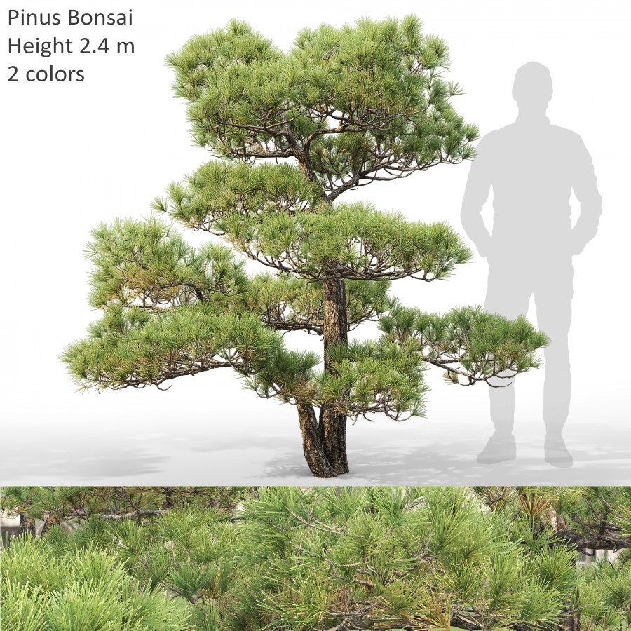 Pinus Bonsai 03 3D Model for VRay, Corona | CGMood
