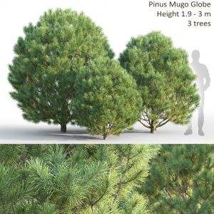Pinus Mugo 09