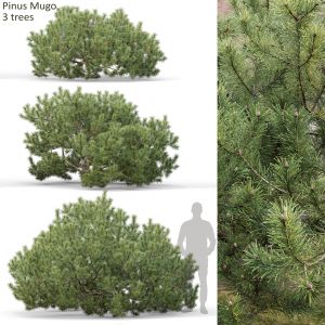 Pinus Mugo 10