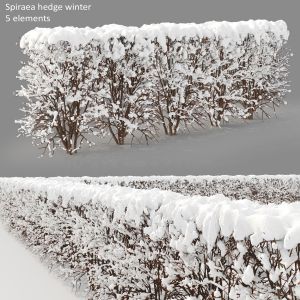 Spiraea Hedge Winter 03