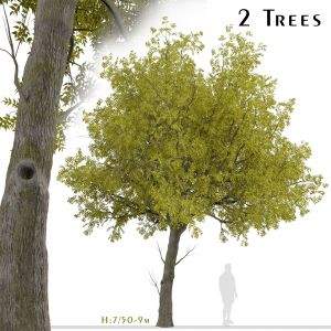 Set of Arizona ash Trees (Fraxinus velutina)