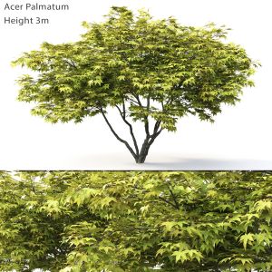 Acer Palmatum 01