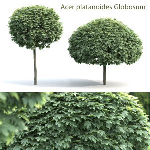 Acer Platanoides Globosum