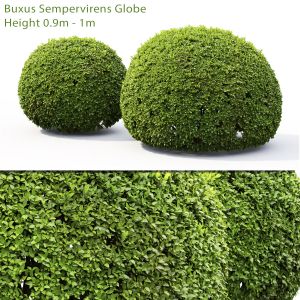 Buxus Globe 01