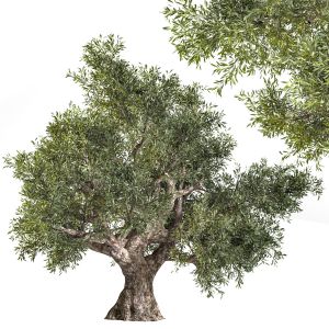 Olive Tree 02