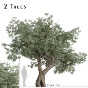 Set of Olive Trees (Olea Europaea) (2 Trees)
