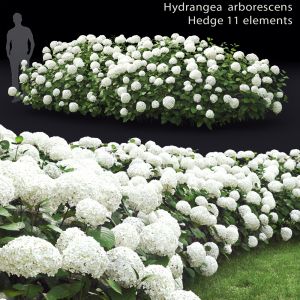 Hydrangea Arborescence 01