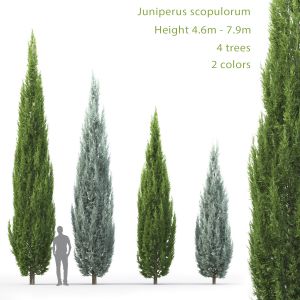 Juniperus Scopulorum 02