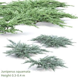 Juniperus Squamata 02