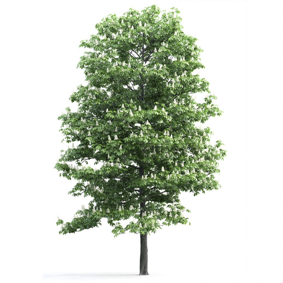 1 июля дерево