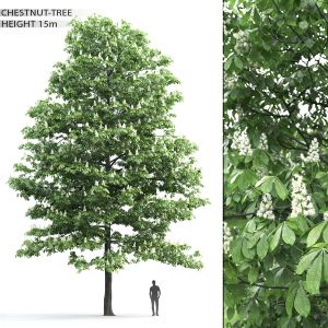 Chestnut-tree 01