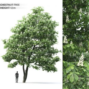 Chestnut Tree 02