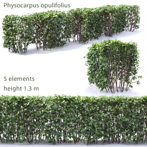 Physocarpus Opulifolius Hedge 01