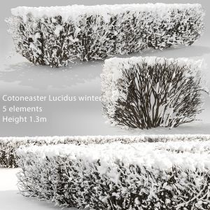 Cotoneaster Lucidus Hedge 03 Winter