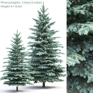 Picea Pungens 01