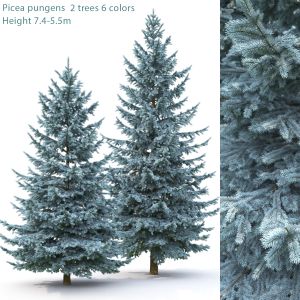 Picea Pungens 02