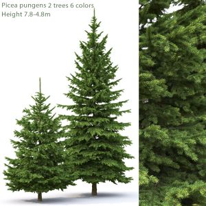 Picea Pungens 03