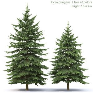 Picea Pungens 04