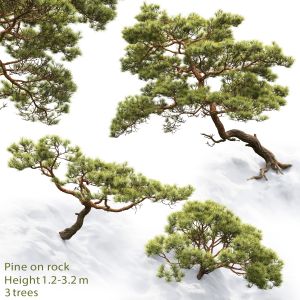 Pine Of Rock 02