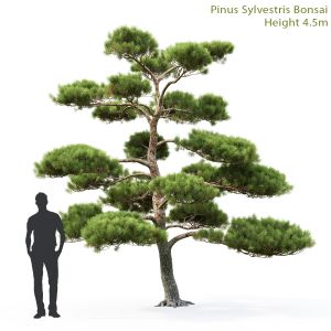 Pinus Bonsai 01