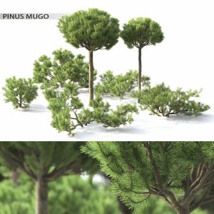Pinus Mugo 03