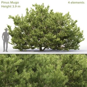 Pinus Mugo 06